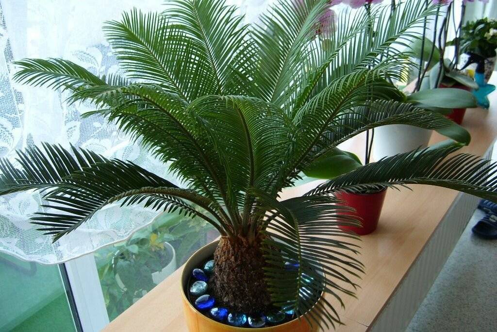 Комнатные растения, которые похожие на пальму