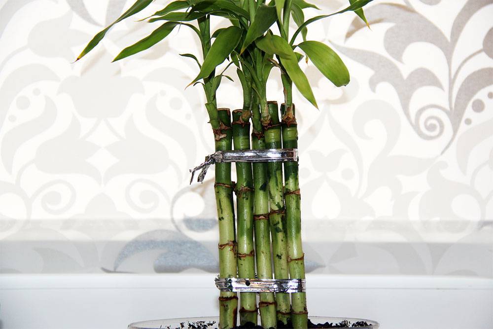 Комнатный бамбук: описание и выращивание в домашних условиях