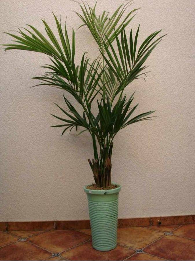 Пальма домашняя – виды с описанием и фото. как выбрать растение для декора. условия роста – освещение, полив, подкормки