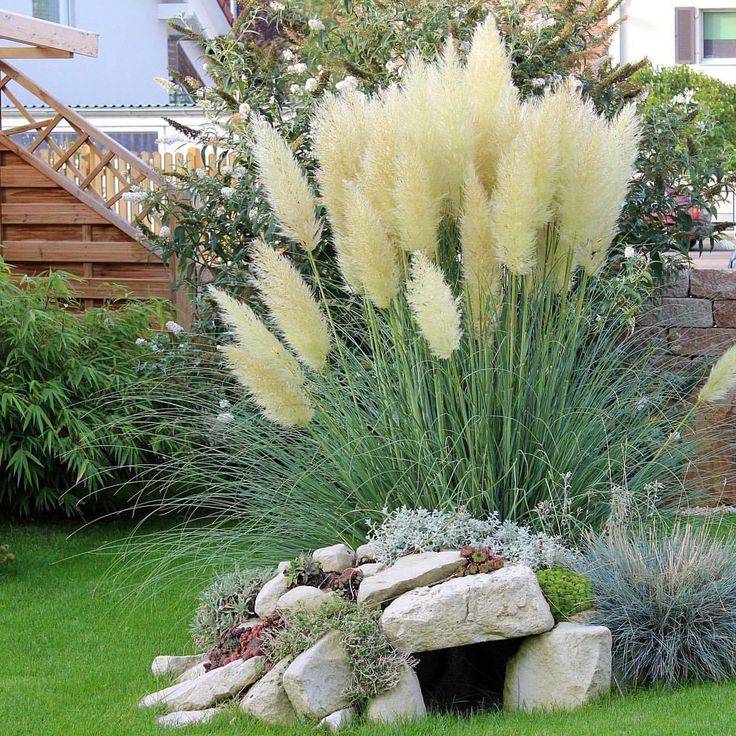 Декоративные травы для сада в ландшафтном дизайне