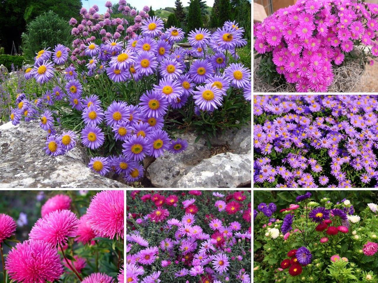 Многолетние садовые цветы, цветущие всё лето, название, описание с фото.