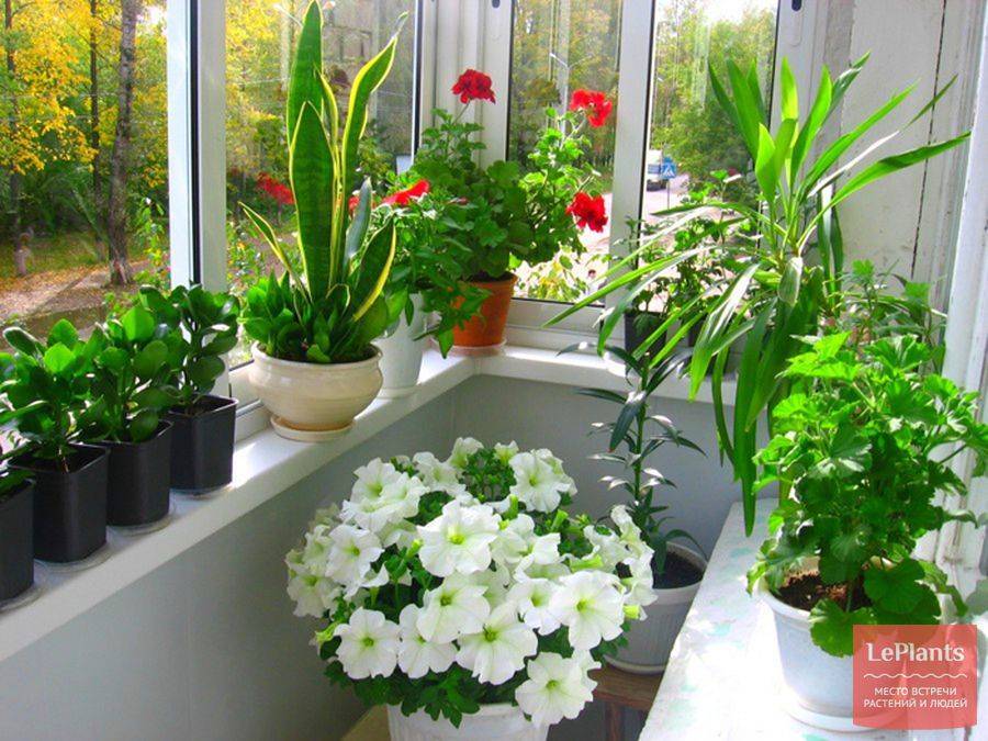 Выращивание цветов на балконе: как вырастить цветник на лоджии, фото, видео