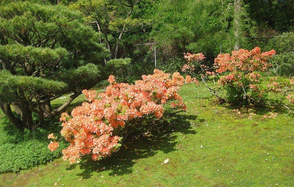 Айва японская – украшение декоративного сада: агротехника, посадка и правильный уход за культурой