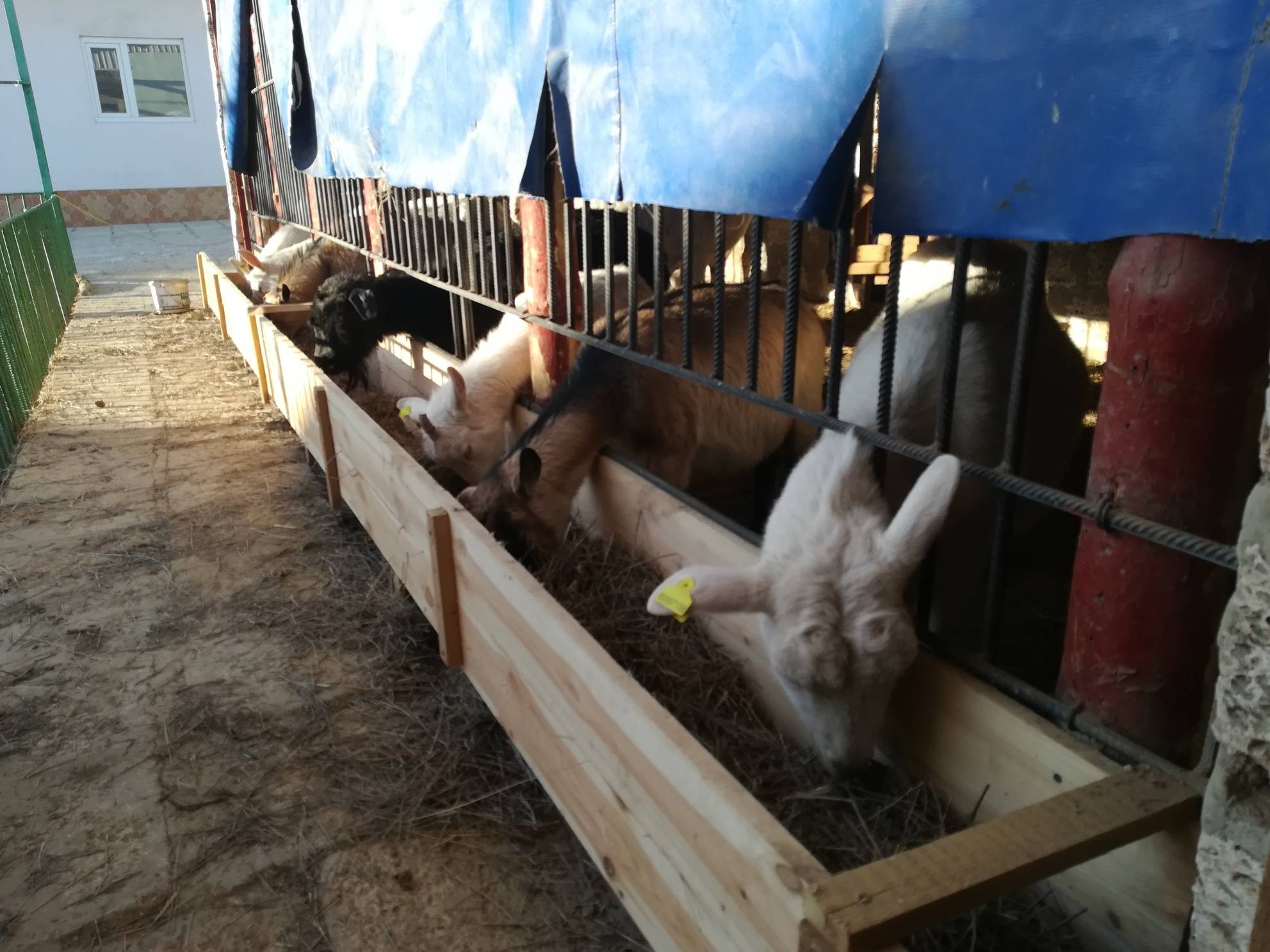 Кормушки для коз, сделанные своими руками: под сено и не только