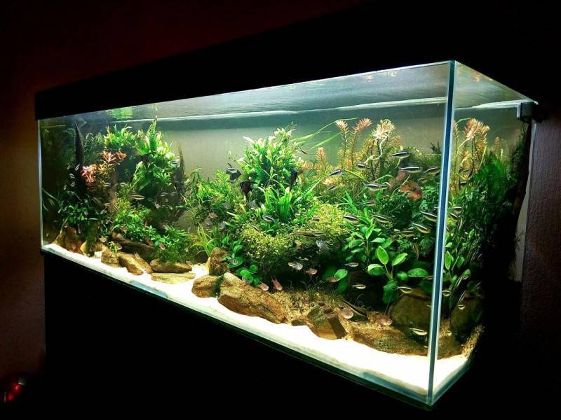 10 шикарных идей, как аквариум превратить в элемент декора
