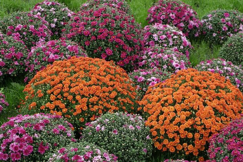 Садовые многолетние хризантемы: основные сорта, посадка и уход
