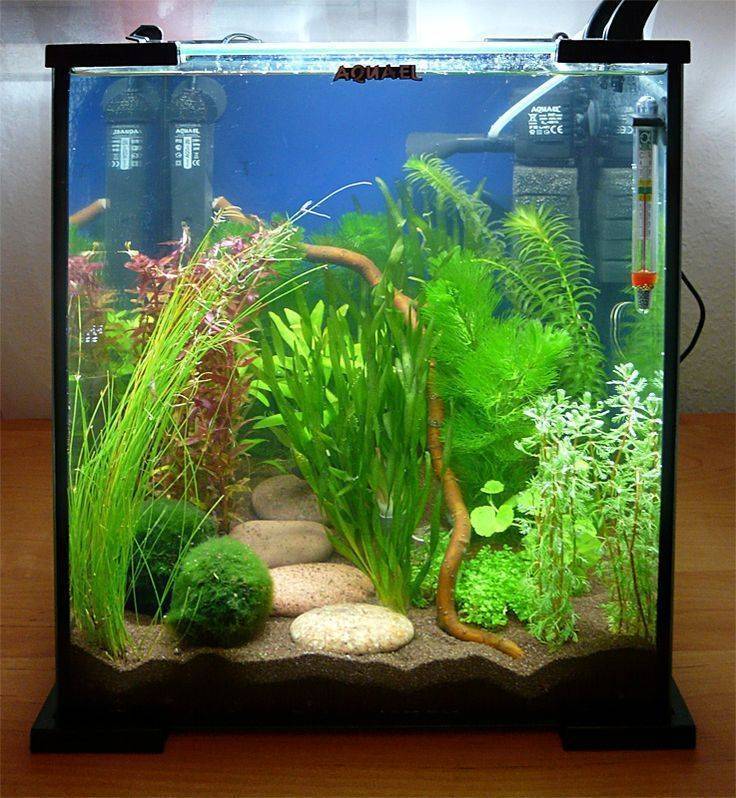 Аквариум (121 фото): примеры красивых цилиндрических аквариумов с растениями и рыбками для дома, выбираем скиммер. как выбрать аквариум?