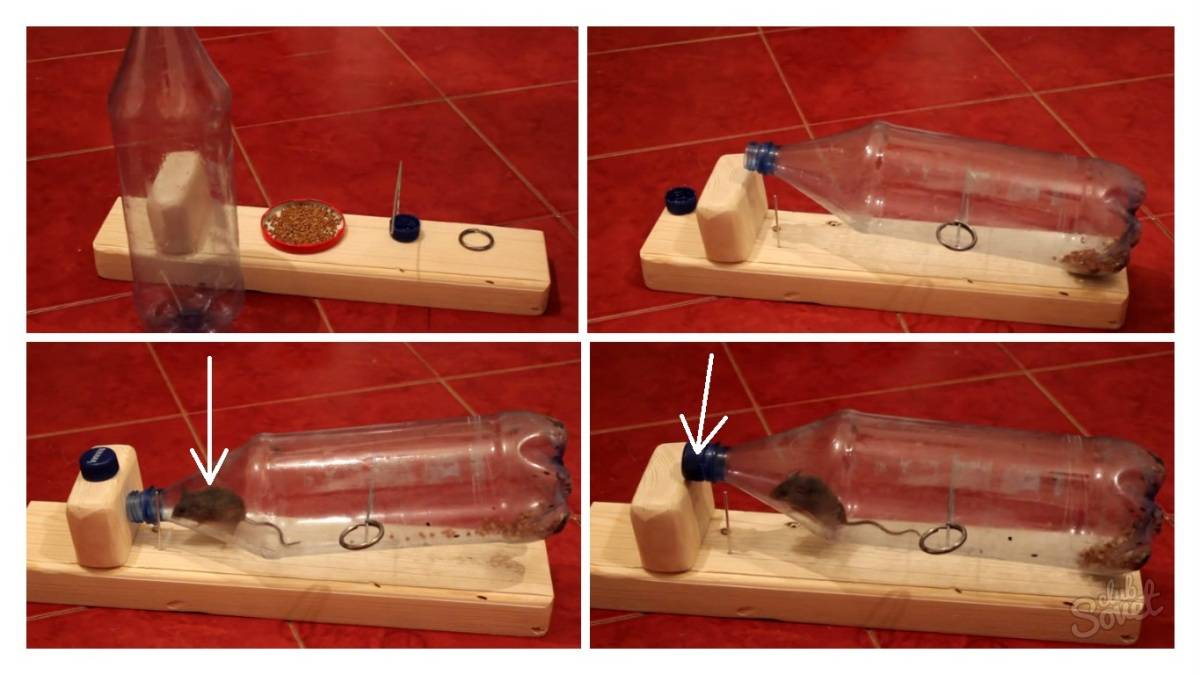 Мышеловка из пластиковой бутылки своими руками: как сделать и поставить ловушку в домашних условиях