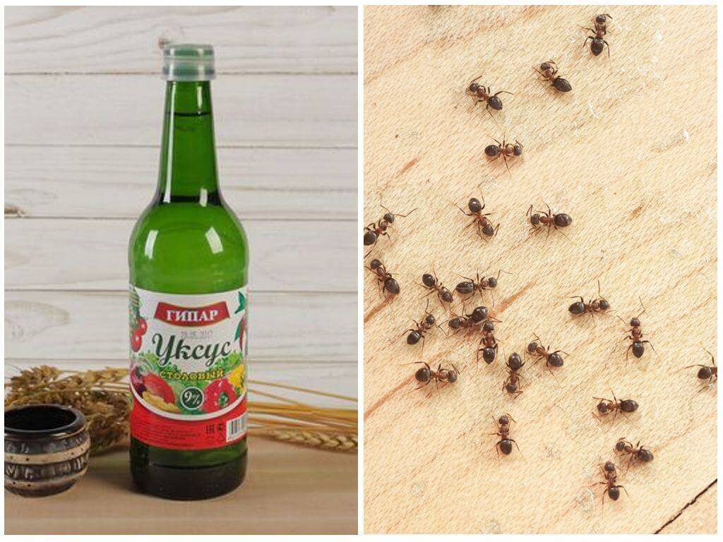 Как избавиться от муравьев в доме и квартире, вывести домашних муравьев навсегда самостоятельно, эффективные средства