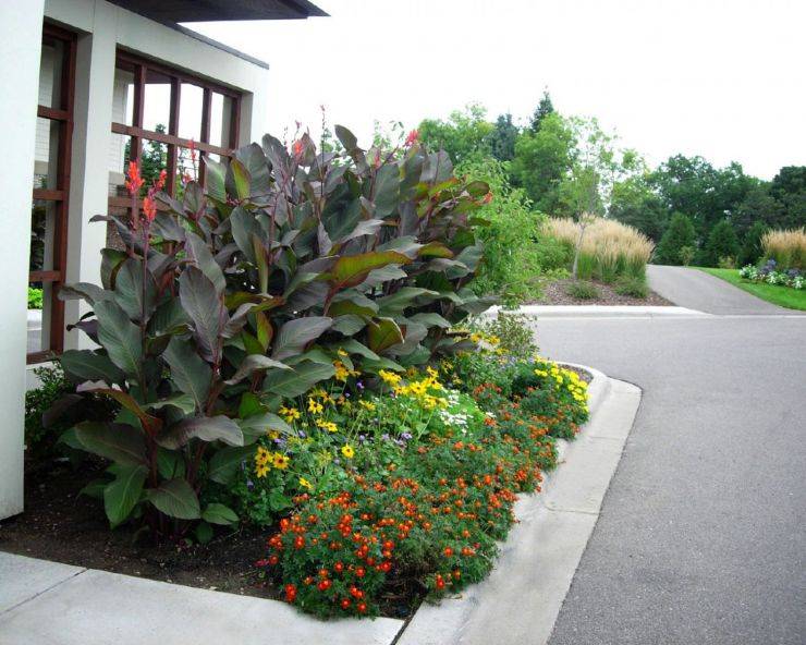 Теплолюбивый цветок канна - как правильно выращивать в домашних условиях и в саду