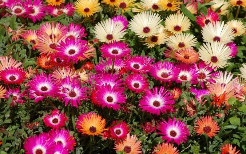 Лучшее однолетние цветы, топ-20 рейтинг самых цветущих цветов