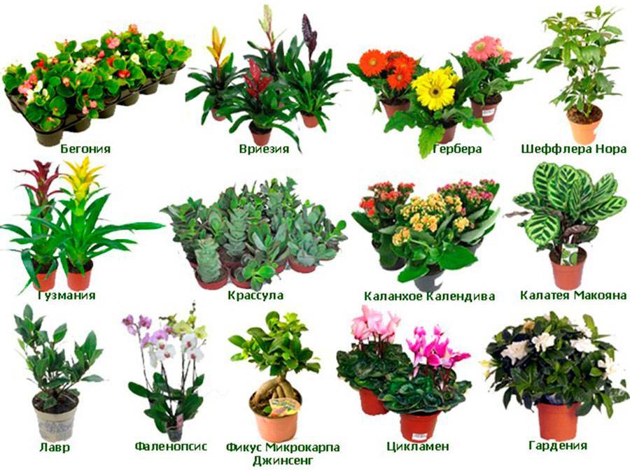Растения для выращивания дома, все виды красивых популярных комнатных цветов