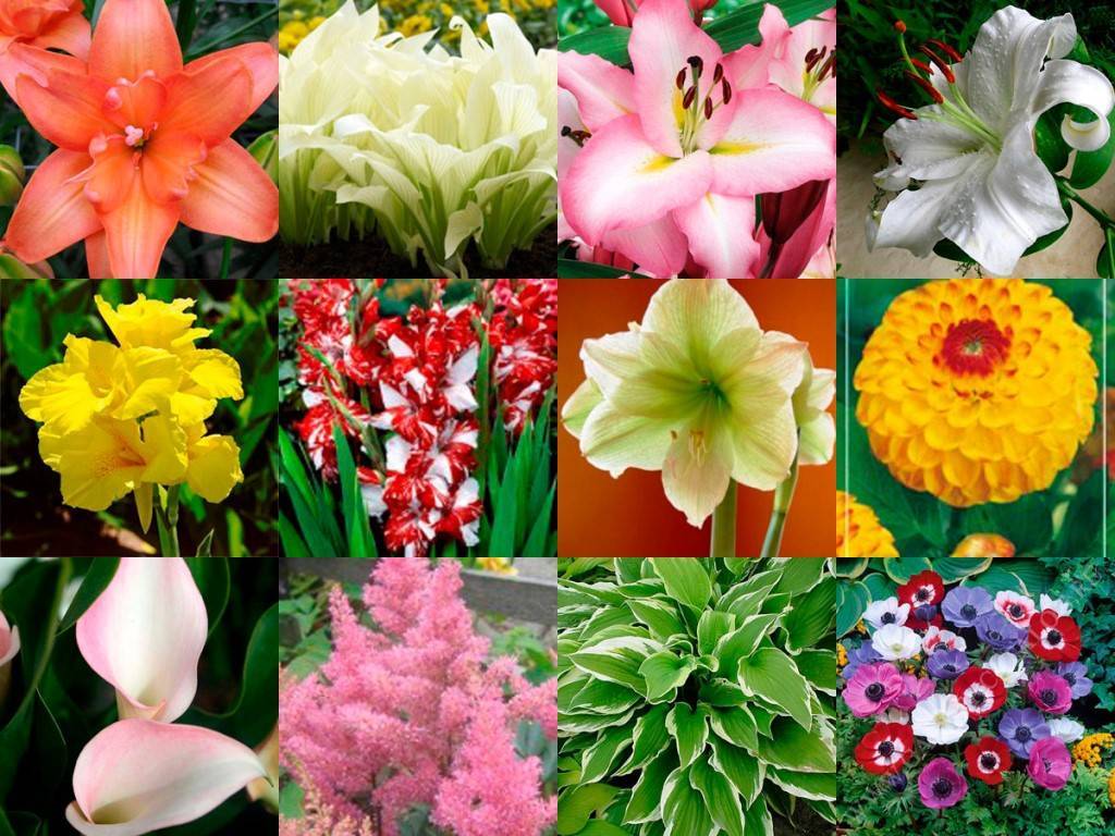 Многолетние луковичные цветы для сада: названия, фото и описания
