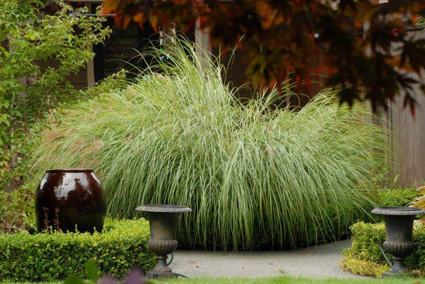 Декоративные злаки и травы: лучшее решение для участков со скудной почвой