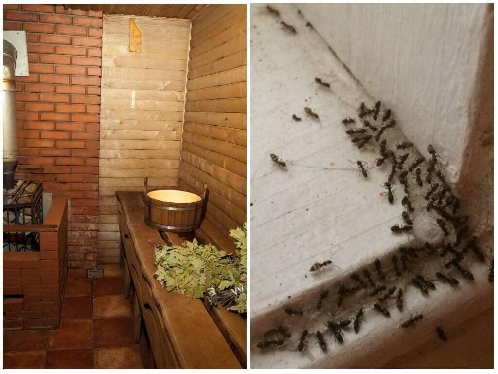 Как избавиться от муравьев в бане? народные и химические способы :: syl.ru