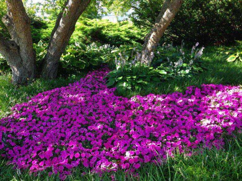 Какие растения любят тень? самые тенелюбивые цветы для сада: целых 10 штук!