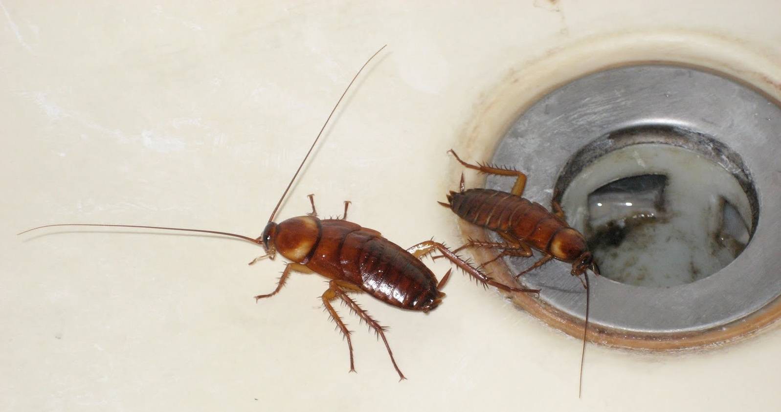 Тараканы в ванной комнате и туалете — откуда берутся, что делать, могут ли вылазить из раковины, как эффективно избавиться от них