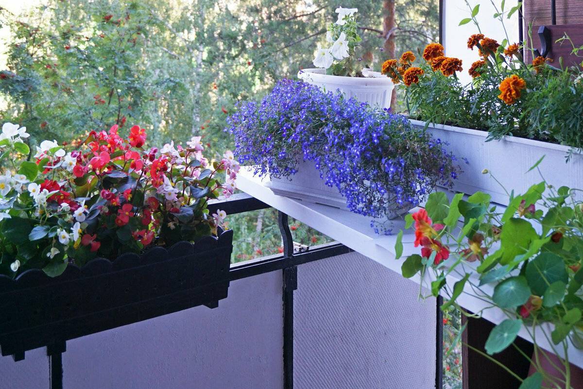 Подбираем цветы для балкона: солнечная сторона