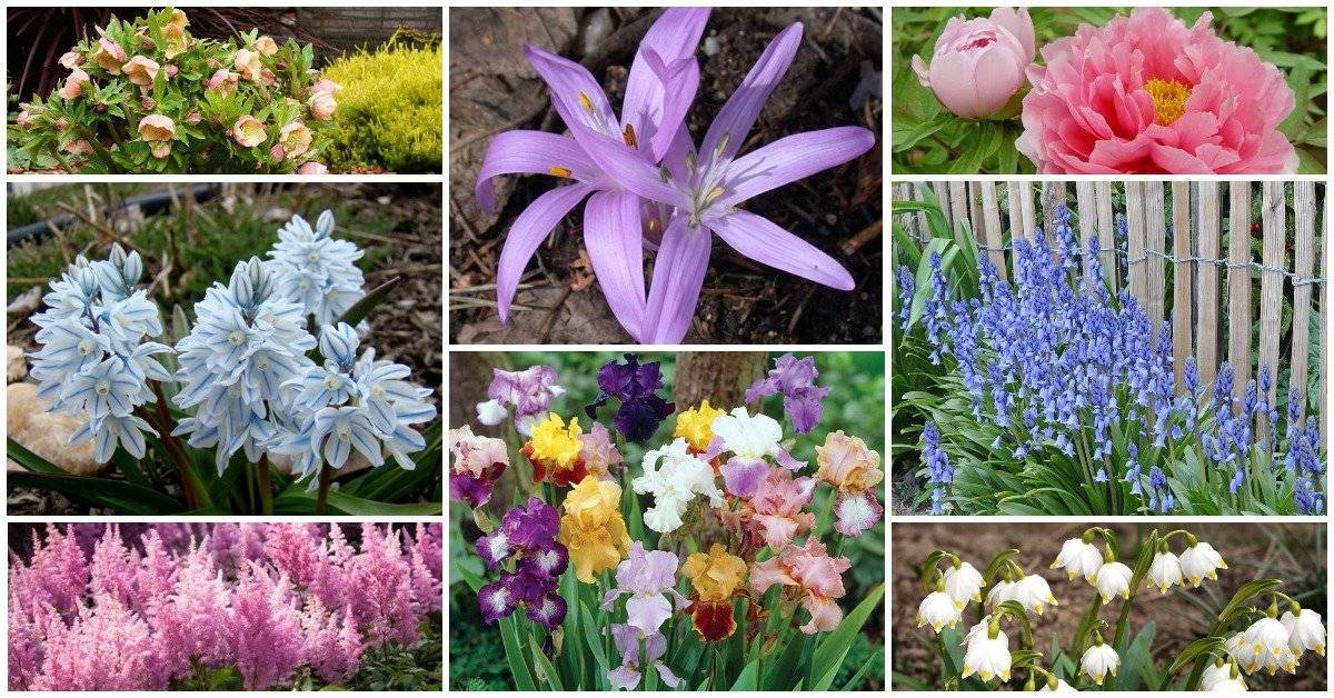 Каталог луковичных цветов: описание 21 сорта (фото) +отзывы