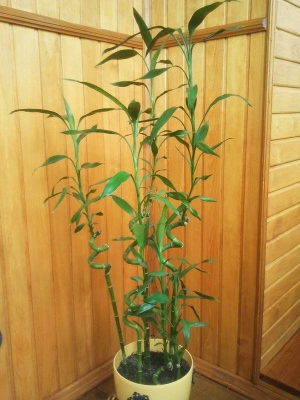 Бамбук как комнатное растение: уход в домашних условиях + фото