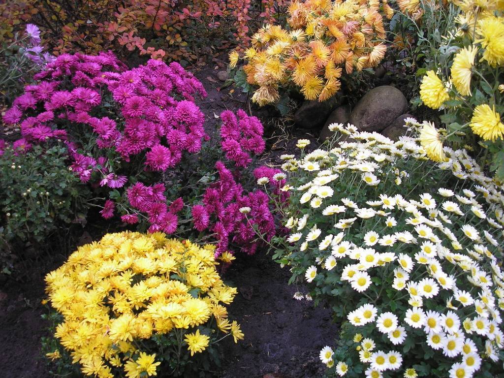 Хризантема садовая многолетняя: посадка и уход (77 фото) - «ландшафтный дизайн» » «дизайна интерьера»