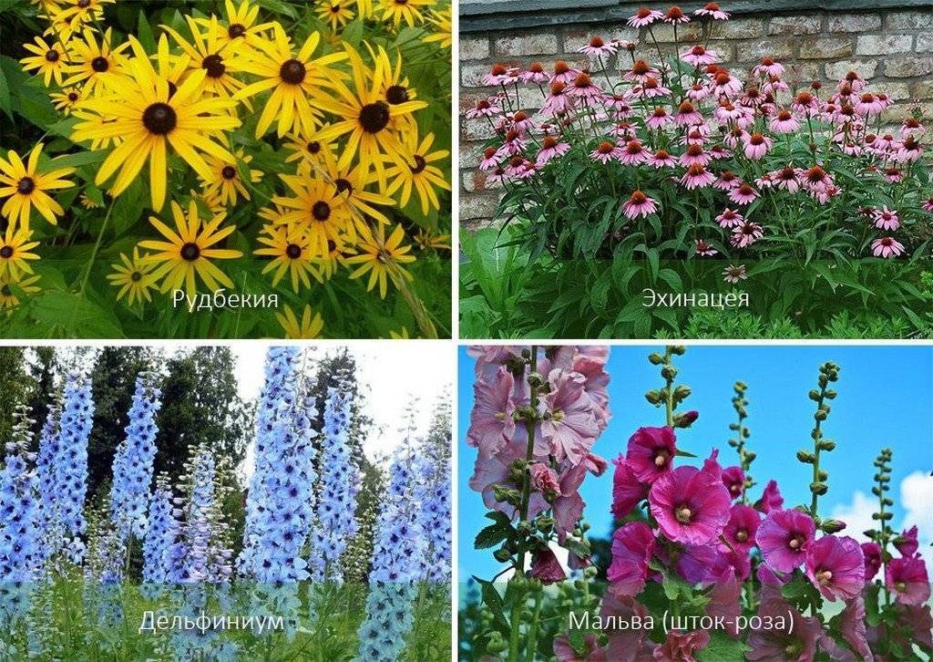 Неприхотливые долгоцветущие цветы-многолетники для сада: низкорослые, средне и высокорослые