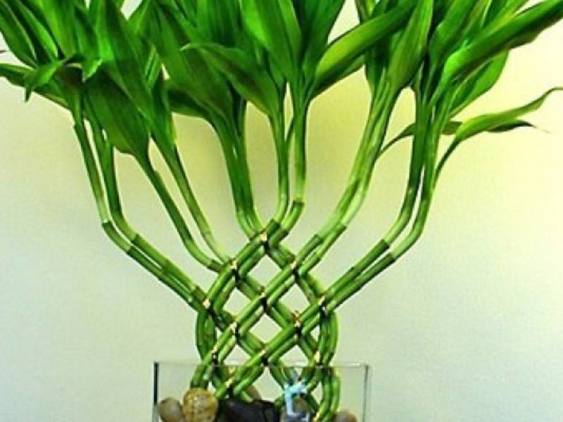 Комнатное растение бамбук: уход, особенности выращивания, размножение