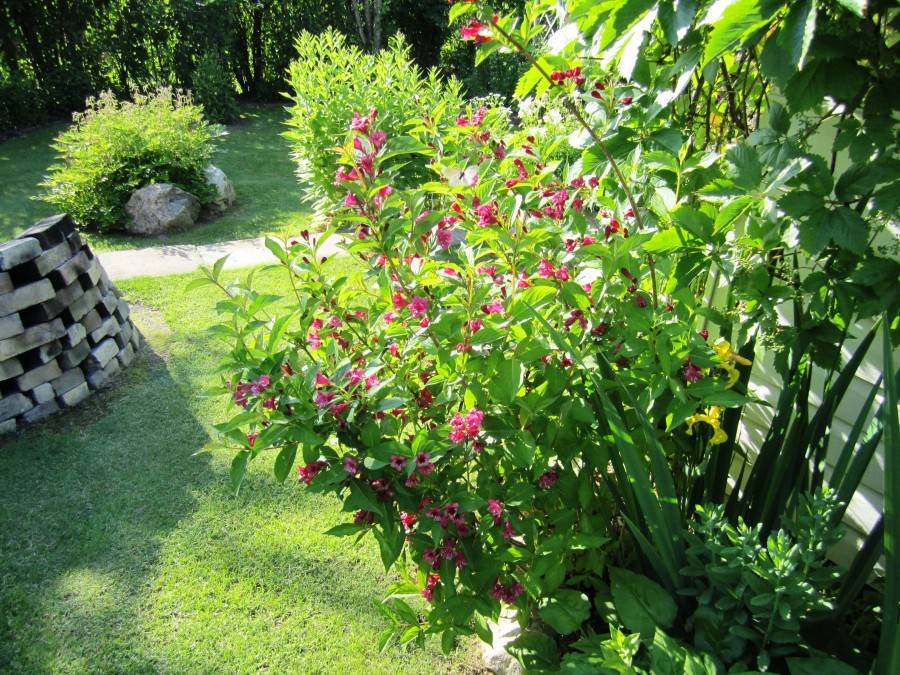 Вейгела цветущая: уход и посадка в открытый грунт, размножение кустарника и советы цветоводам