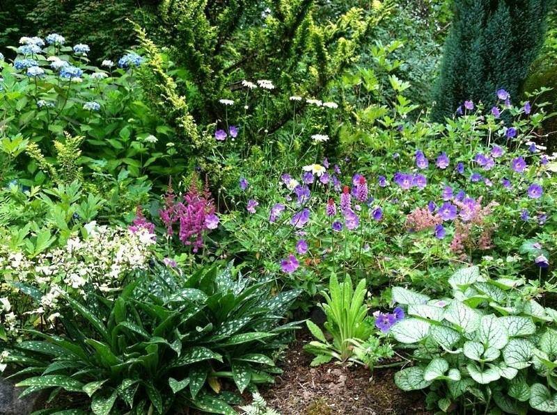 Неприхотливые и долгоцветущие многолетние садовые цветы (49 фото): крупные не требующие ухода и низкорослые многолетники, цветущие все лето, для дачи