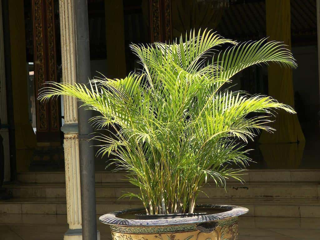 Домашние цветы похожие на пальму: виды, фото, названия