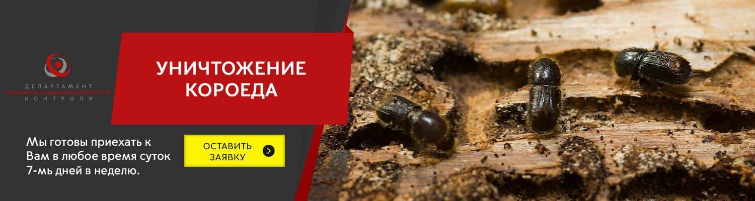 5 способов избавиться от муравьев в бане в домашних условиях