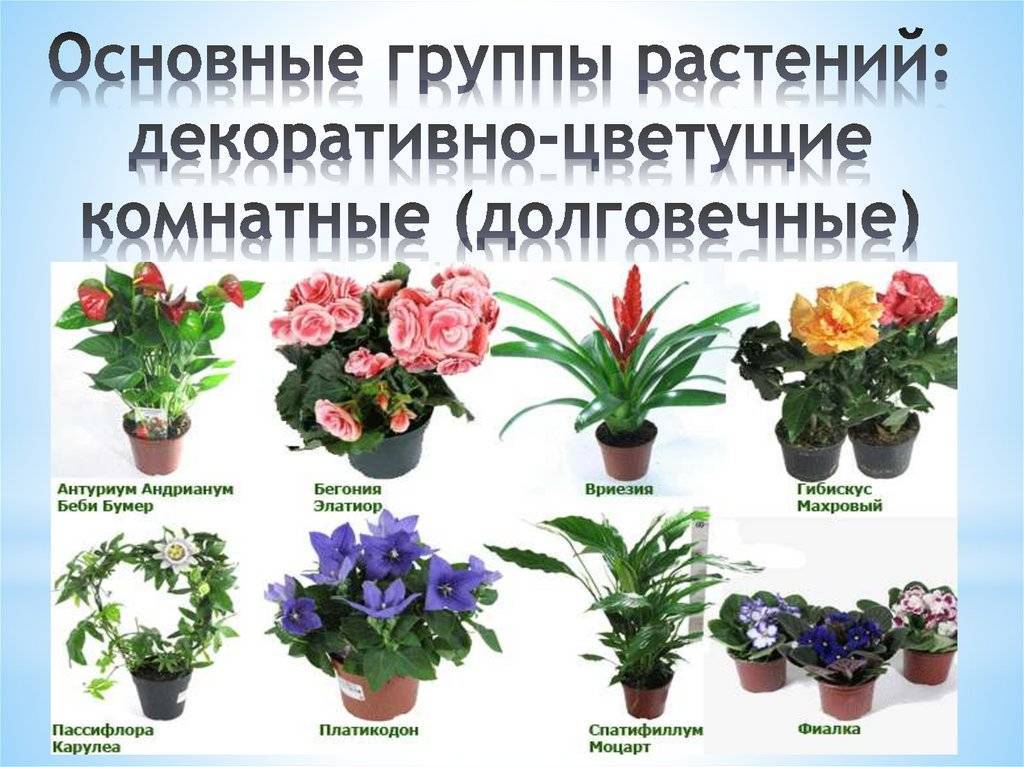 Каталог комнатных растений с фотографиями, названиями и описаниями.