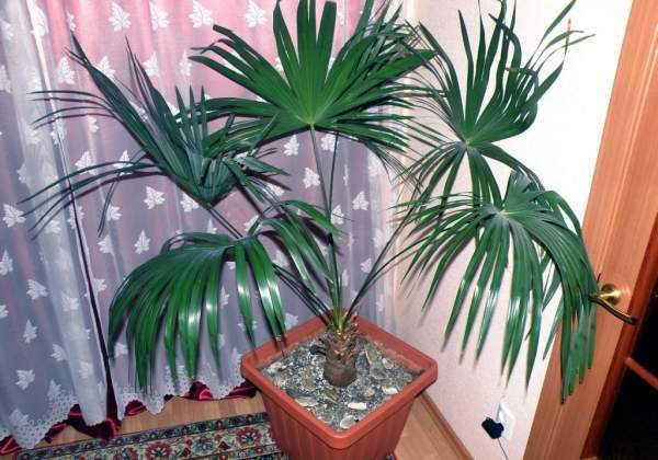 Названия комнатных пальм: виды, фотографии и тонкости ухода за декоративными цветами