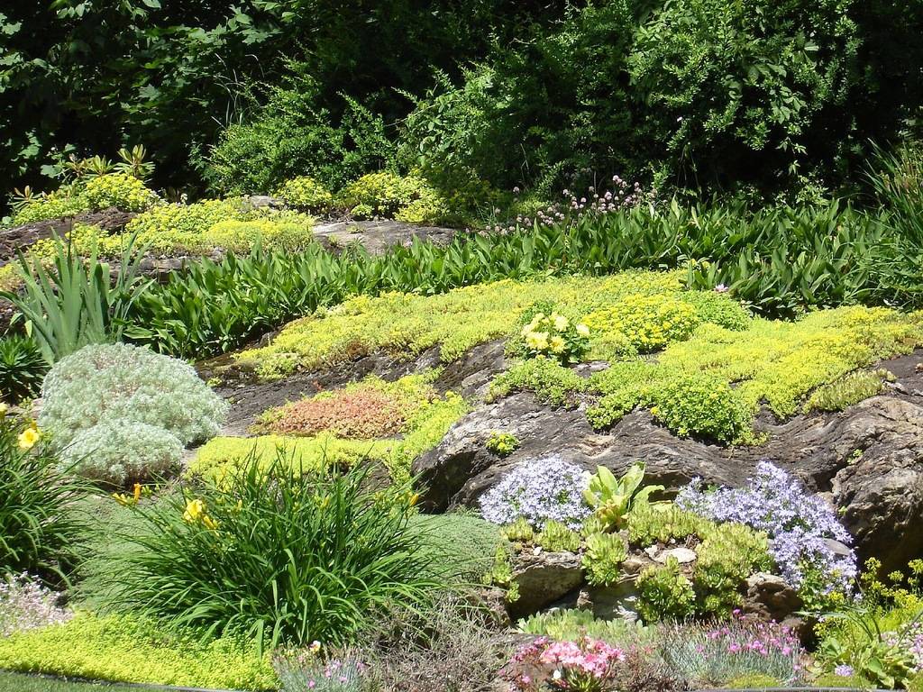 Растения для альпийской горки: многолетние цветы их названия и фото