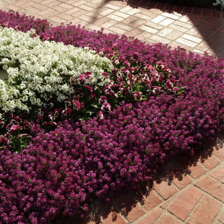 Бордюрные цветы: описание, виды и названия, особенности выращивания, фото - sadovnikam.ru