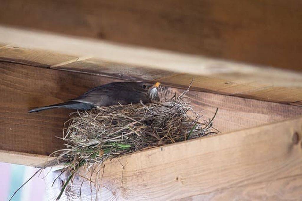 Как избавиться от птиц на крыше дома и балкона?