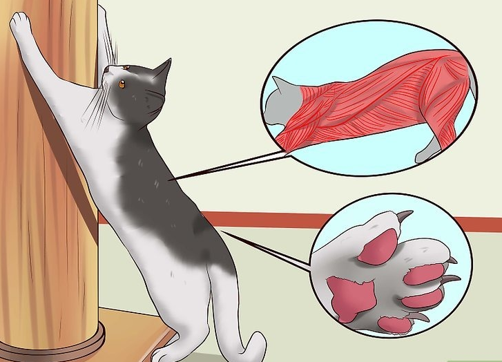 Как отучить кошку драть обои и мебель: советы и рекомендации