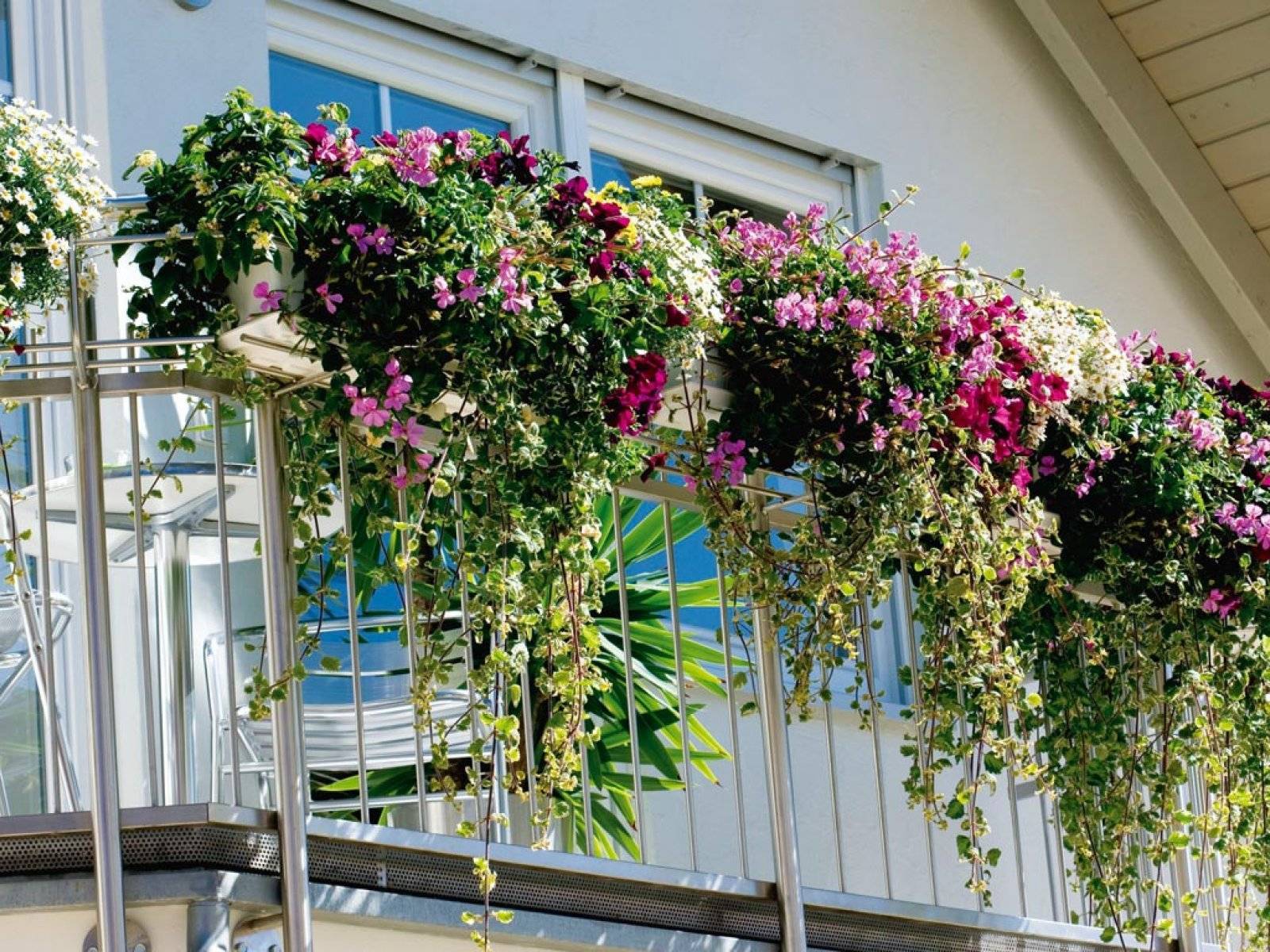 Какие цветы посадить на балконе | цветок в доме