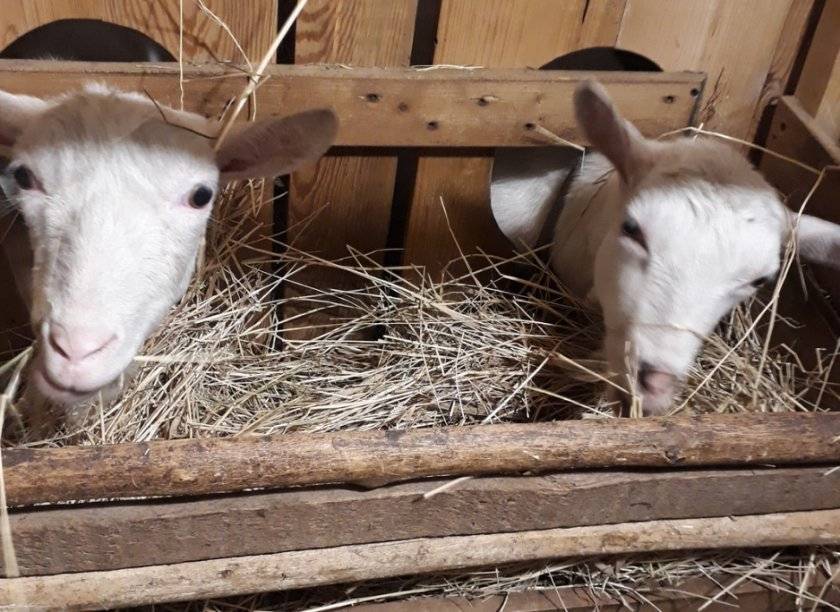 Кормушка для коз под сено: виды, размеры, как сделать