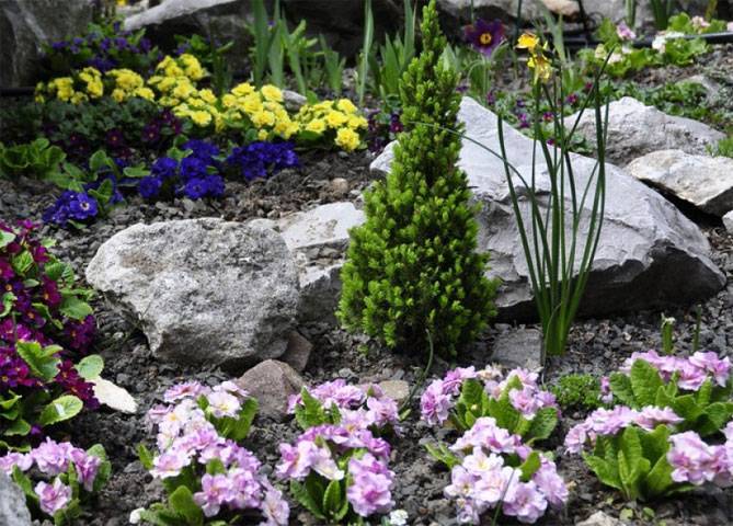 Выращиваем садовые многолетние примулы: популярные сорта, посадка и уход