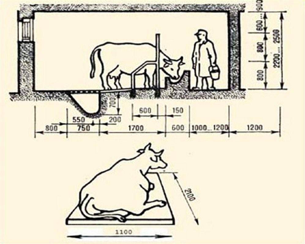 Как построить сарай (стойло, хлев) для быков своими руками