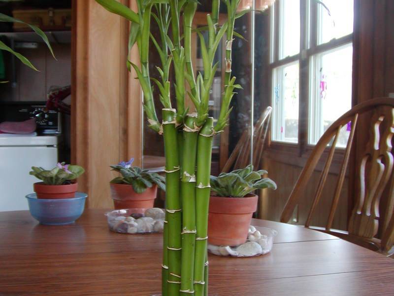 Комнатный бамбук: уход в домашних условиях, топ 7 сортов и его выращивание