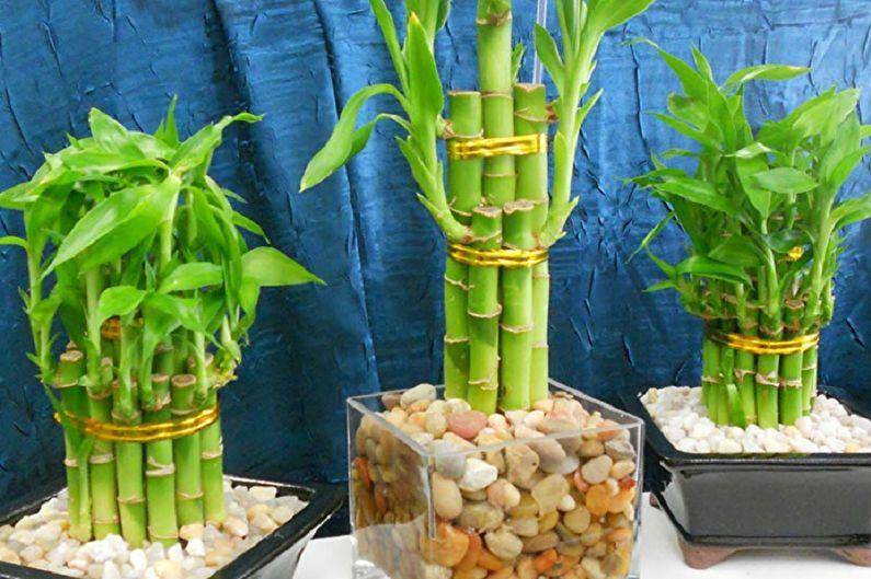 Описание комнатного бамбука и рекомендации по выращиванию бамбука в домашних условиях