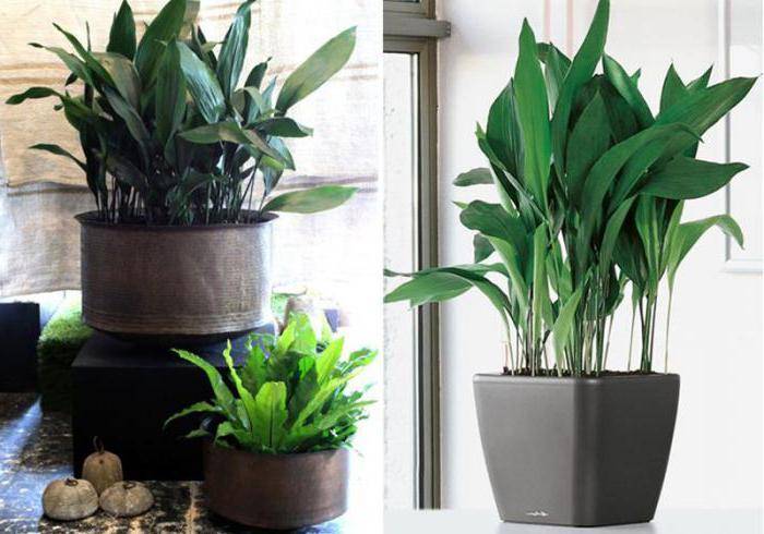 Самые неприхотливые комнатные растения с фото