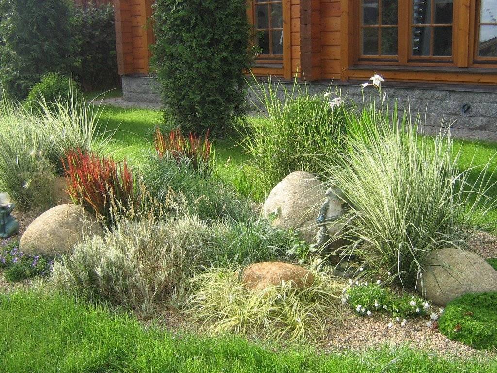 Декоративные травы и злаки, фото, названия