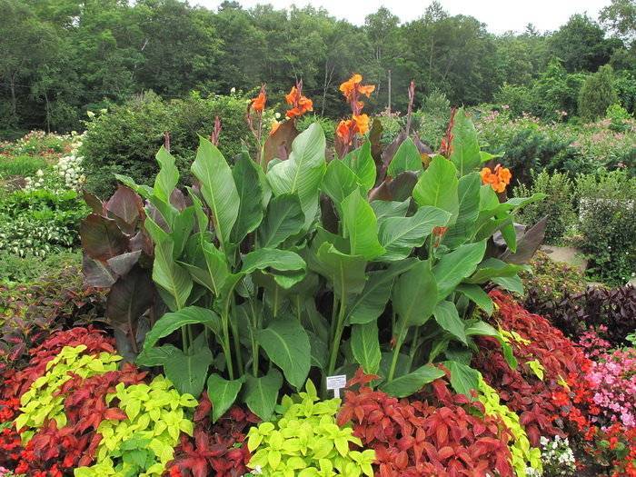 Цветы канны: как ухаживать в домашних условиях, цветение и выращивание в саду