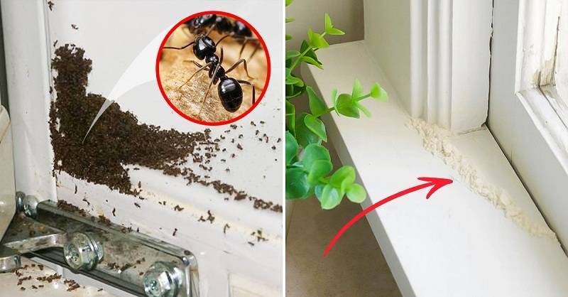 20 способов, как избавиться от муравьев в доме и квартире