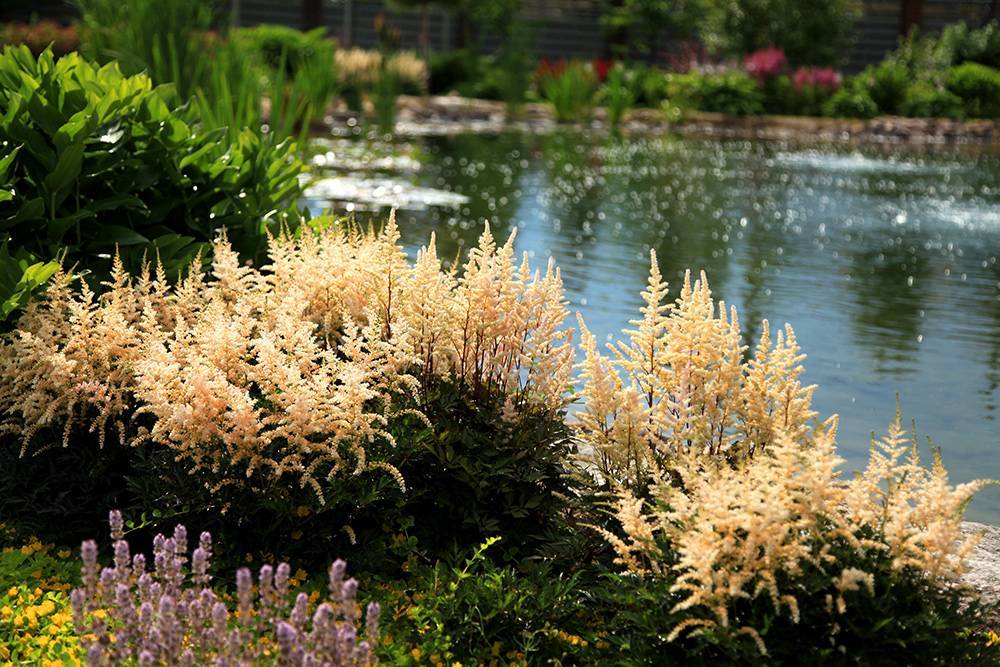 Растение астильба в дизайне сада: уход и размножение, популярные сорта для выращивания