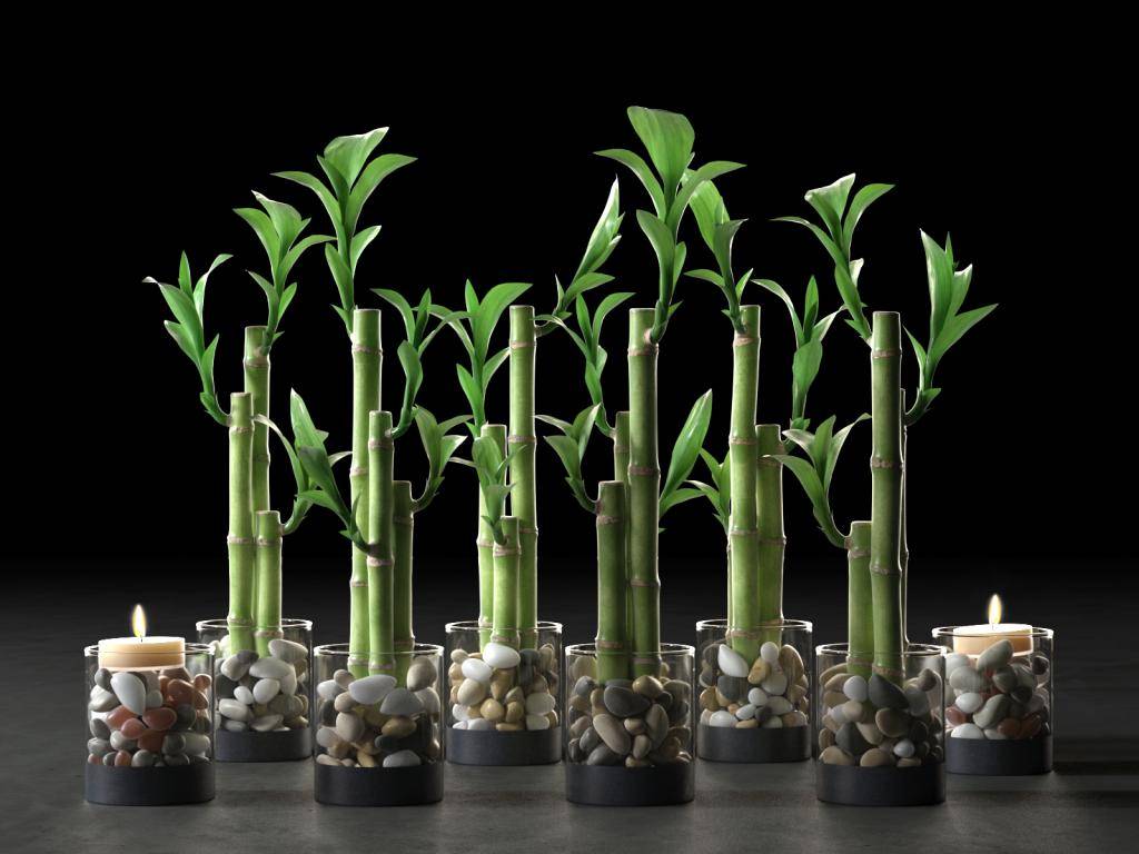 Бамбук – комнатное растение: виды, подходящие для выращивания. драцена сандера в интерьере — способы декоративного плетения