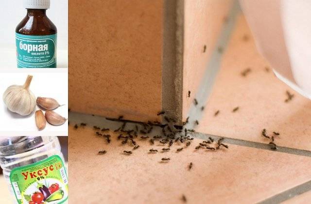 Как избавиться от муравьев в частном доме навсегда +видео